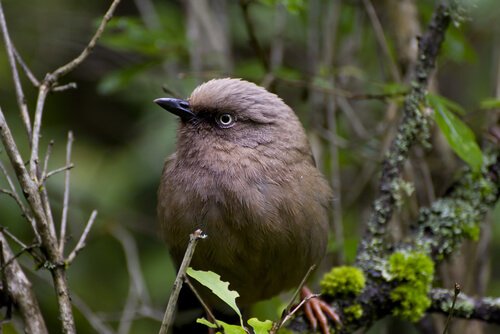 Uccellino grigio su un ramo