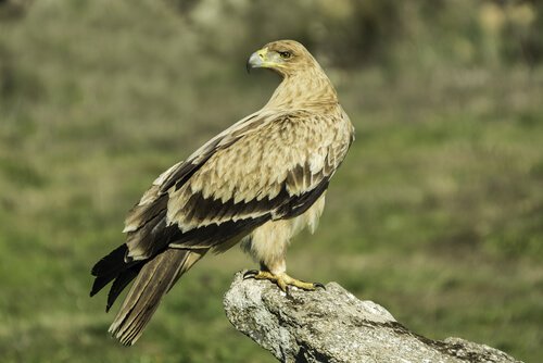 Aquila iberica