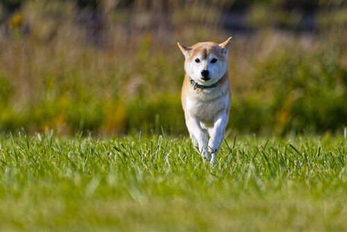 uno Shiba Inu corre sul prato