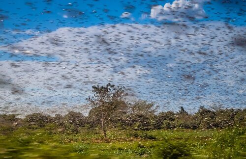 Uno sciame di locuste volano in campagna