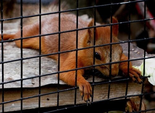 uno scoiattolo rosso disteso in gabbia