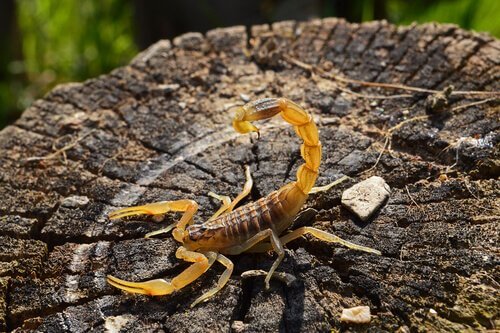 Scorpione giallo fermo sul ceppo bruciato di un tronco