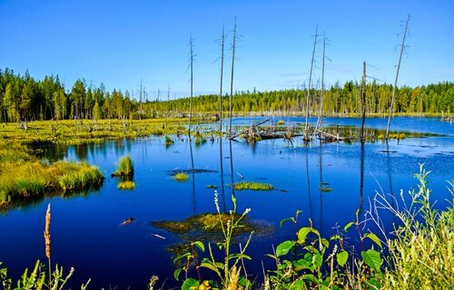uno stagno europeo con la macchia a ridosso