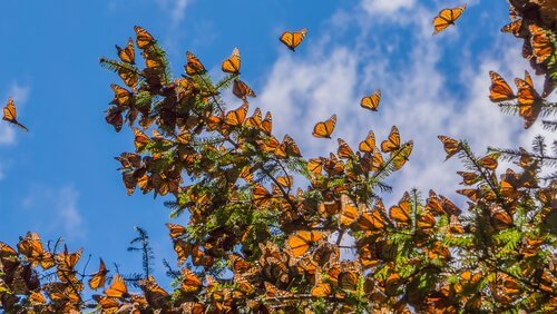 uno stormo di farfalle sulla cima di un albero