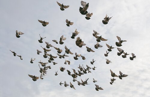 Stormo di piccioni in cielo