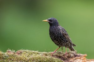 Storno, l'uccello che offusca i cieli con il "sole nero"
