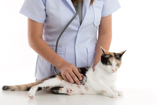 Gravidanza della gatta e veterinario che la visita