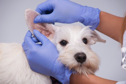 Veterinaria controlla le orecchie di un cane