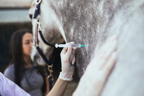 veterinaria fa puntura a cavallo sul collo