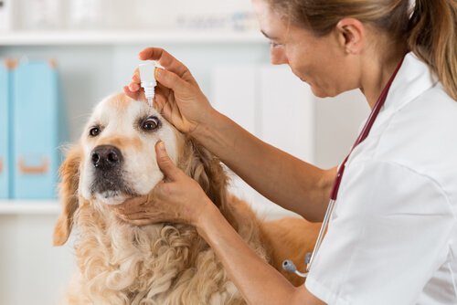 Veterinaria mette collirio a cane