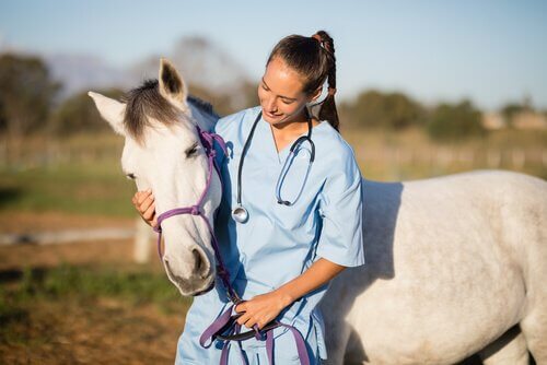 Veterinaria parla con cavallo