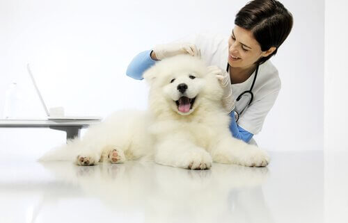 veterinaria controlla cucciolo bianco peloso