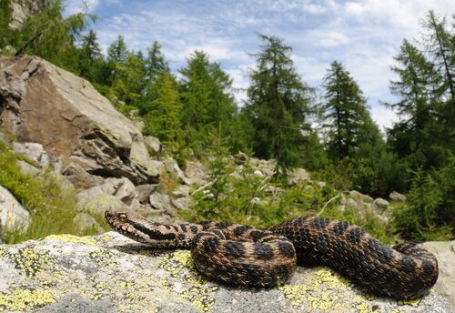 vipera delle Alpi su roccia