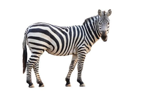 Zebra strisce bianche e nere