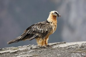 Conosciamo il gipeto o avvoltoio barbuto