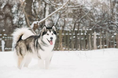 Alaskan Malamute in mezzo alla neve