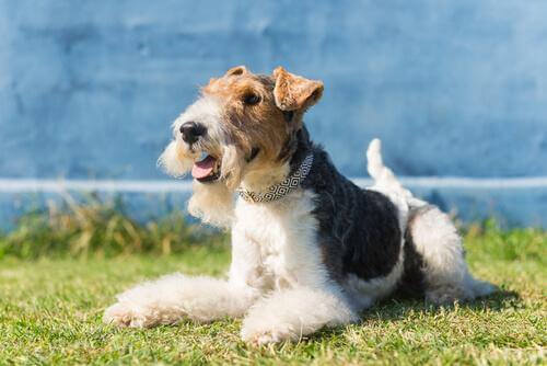 Fox Terrier sull'erba