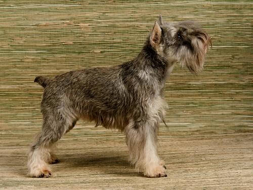 Schnauzer nano in posa