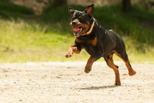 Rottweiler che corre per strada