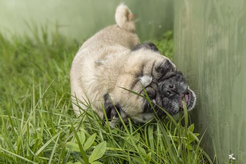 Perché i cani mangiano l’erba: i motivi