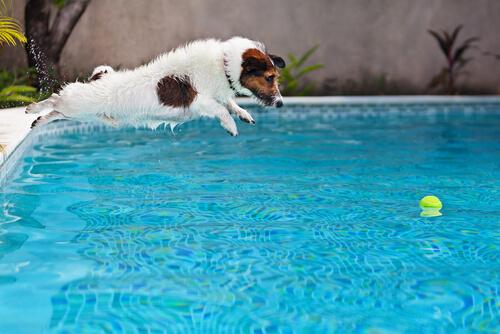 Cane che si tuffa in piscina per prendere palla 