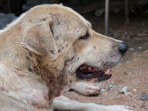 Cane con dermatite