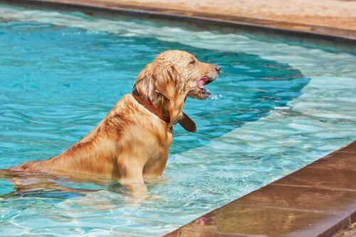 Cane che fa il bagno in piscina 