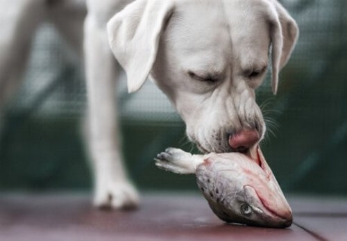 Cane che mangia un pesce