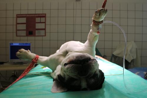 Cane legato sotto anestesia totale 