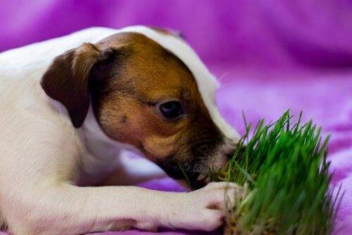 Cucciolo che mangia erba
