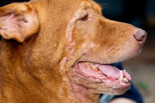 Dermatite nei cani: come trattarla