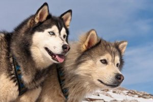 Differenze tra l'Alaskan Malamute e il Siberian Husky