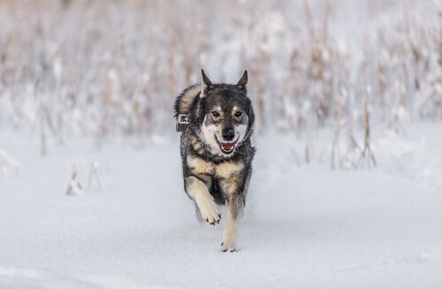 Elkhound norvegese