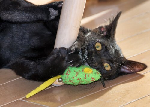Gatto Bombay gioca con topo verde