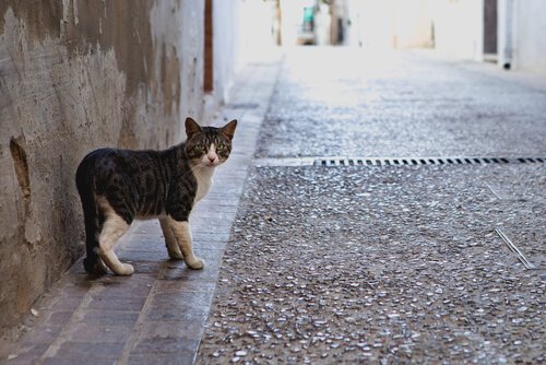 Perché i gatti escono e tornano a casa?