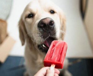 Gelato per cani: ricette facili e rinfrescanti