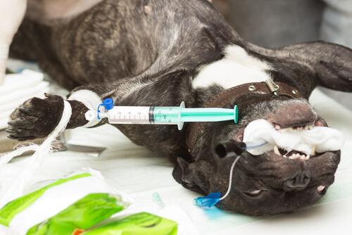 Scopriamo i tipi di anestesia per animali