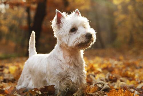 West Highland White Terrier in mezzo alle foglie 