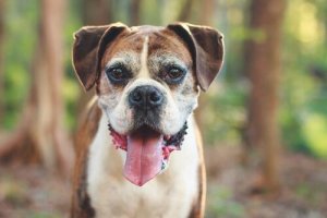 5 segnali che indicano che il vostro cane sta invecchiando