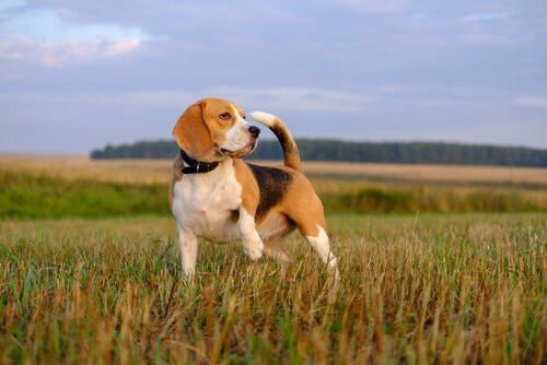 Beagle in mezzo al prato