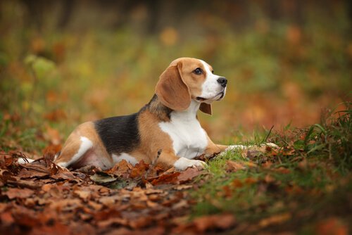 Beagle sdraiato in mezzo alle foglie