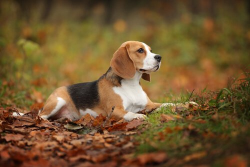 Beagle sdraiato in mezzo alle foglie 