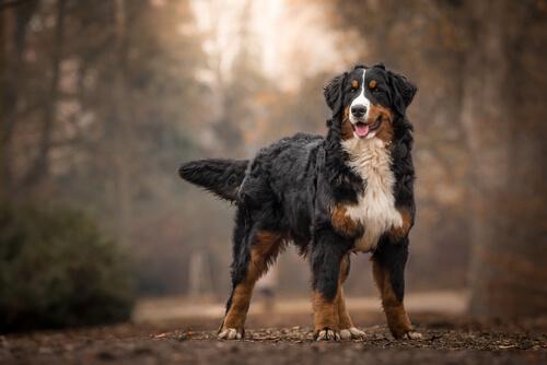 Bovaro del Bernese nel bosco
