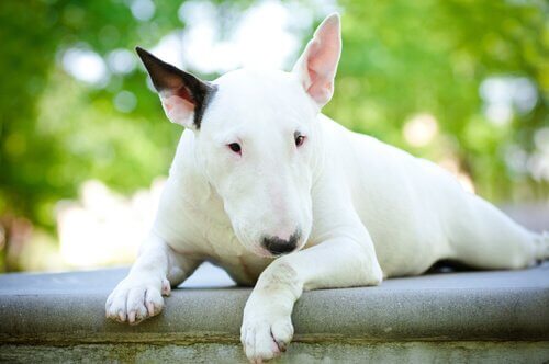 Bull Terrier su muretto
