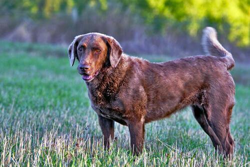 Chesapeake Bay Retriever nel prato