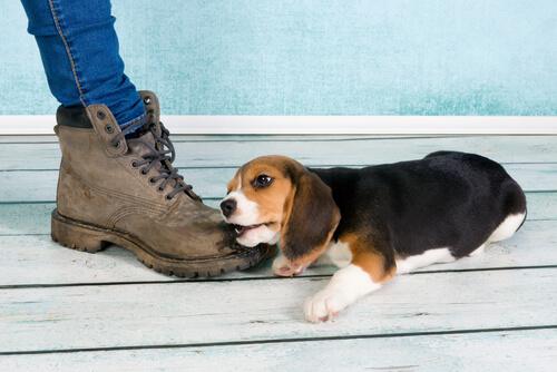 Beagle che morde le scarpe 