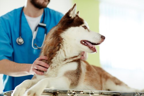 Husky da sterilizzare dal veterinario