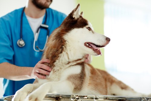 Husky da sterilizzare dal veterinario 