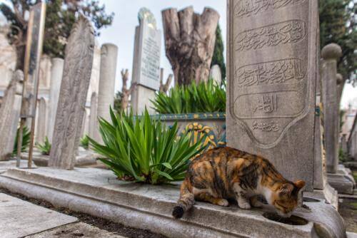 Conosciamo Istanbul, la città dei gatti