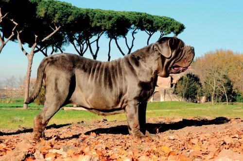 Mastino napoletano nel parco